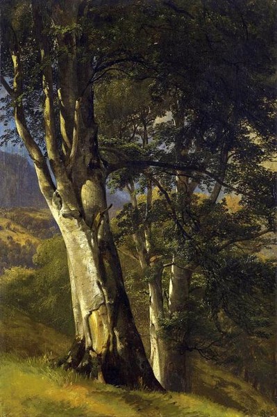 Arbres um 1850