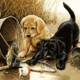 Джим Киллен