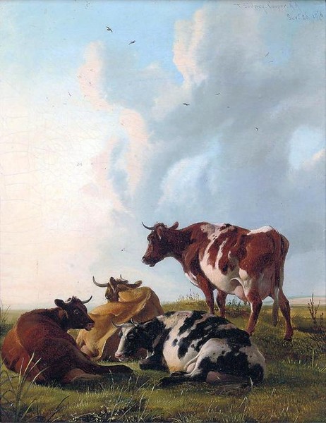 Cattle resting in a meadow-2