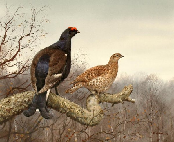 Черный Глухарь и Куропатка