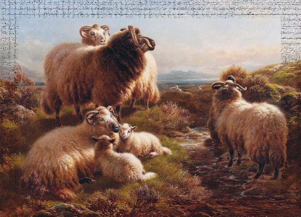 Collecting the flock morning