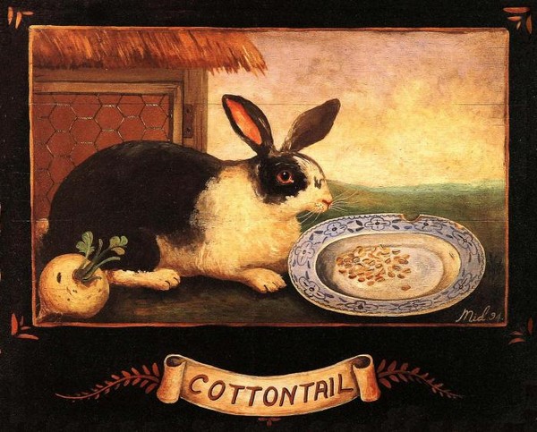 COTTONTAIL