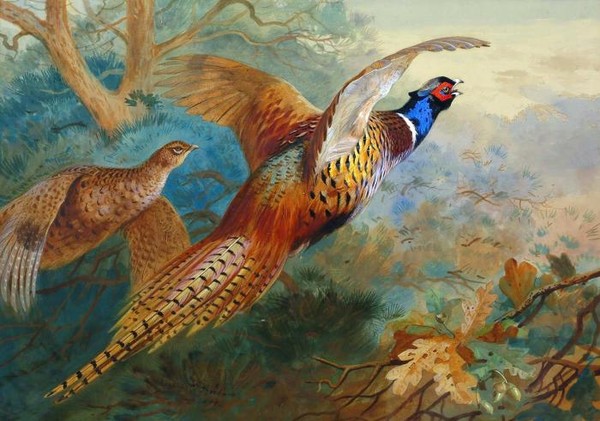 Фазан осенью