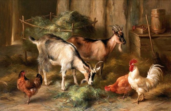 Goats and chickens in an interior