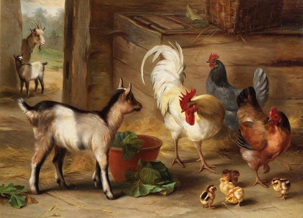 Goats chickens and chicks in a barn