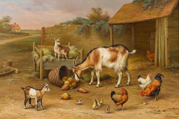 Goats chickens and chicks in a farmyard