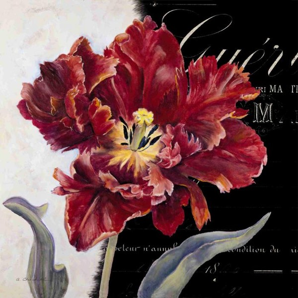 Королевский тюльпан 1