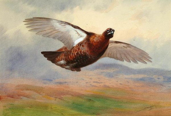 Красный глухарь в полете