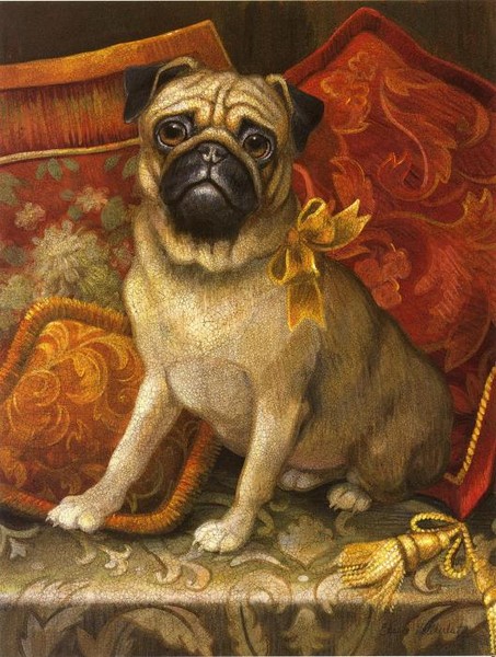 Pampered Pug