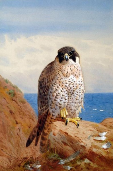 Peregrine Falcon