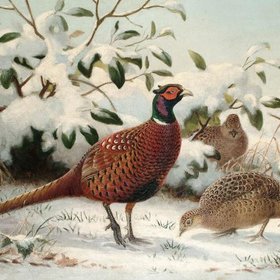 НИЕЛЕ Эдвард