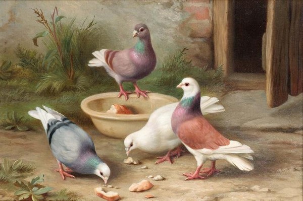 Pigeons in a courtyard