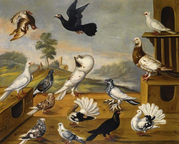 PIGEONS IN A LANDSCAPE