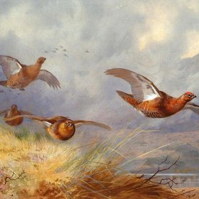 ТОРНБЕРН Арчибальд