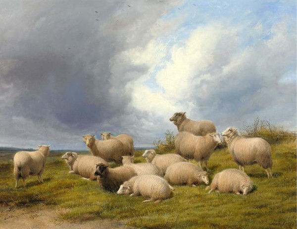 SHEEP IN A PASTURE