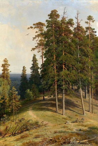 The Pine Forest