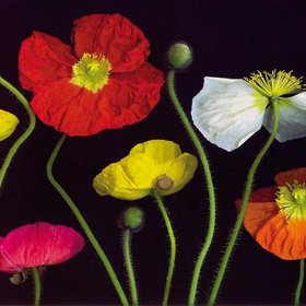 БЛУМФИЛД Пип