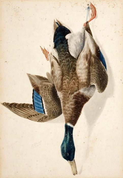 A HANGING MALLARD DRAKE