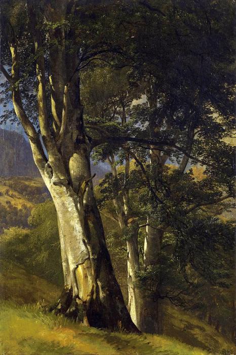 Arbres um 1850