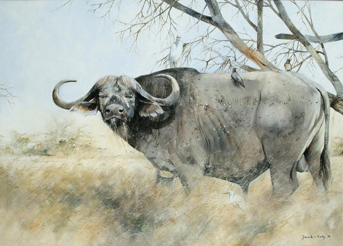 Buffalo in Liwonde