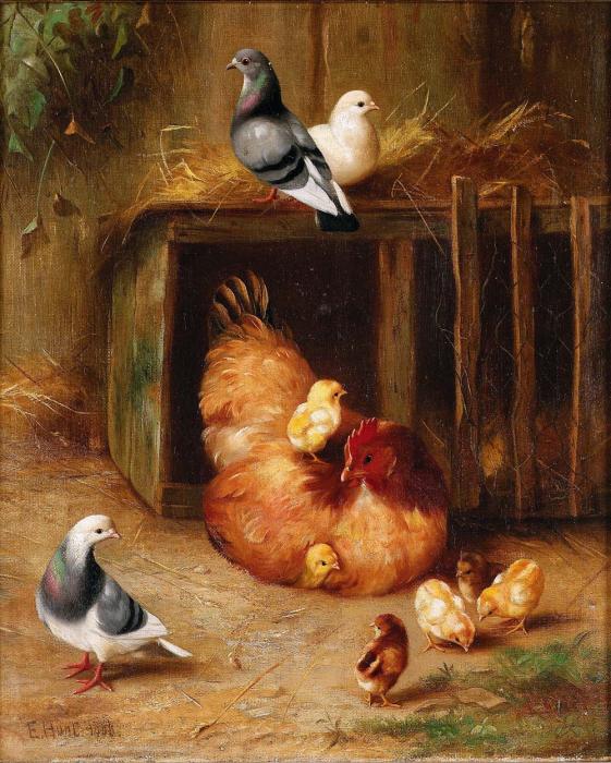Chicken chicks and pigeons