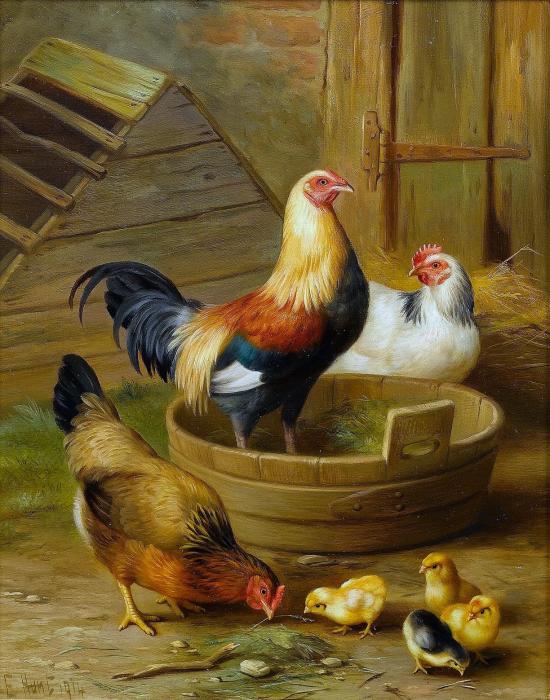 Chickens and chicks in a farmyard