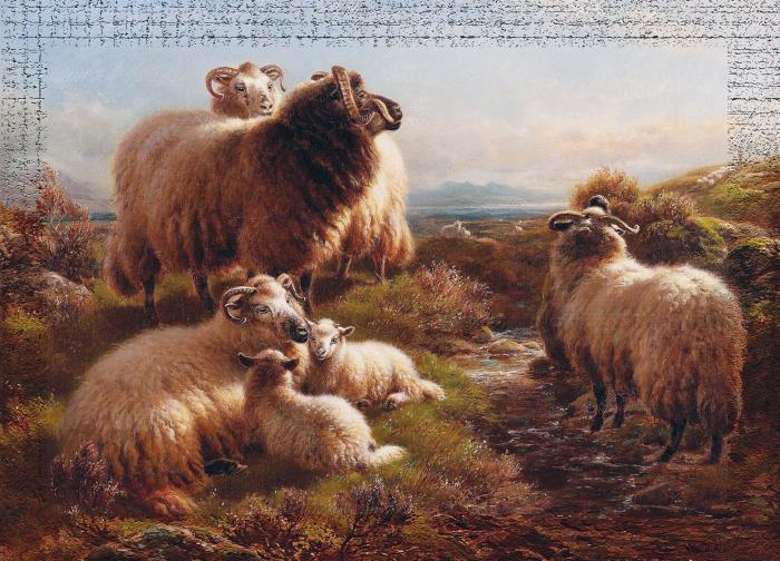 Collecting the flock morning