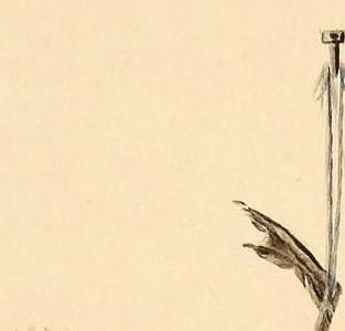 Фрагмент A HANGING GREEN WINGED TEAL