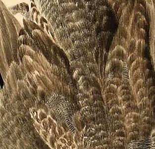 Фрагмент A HANGING GREEN WINGED TEAL