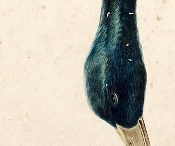 Фрагмент A HANGING MALLARD DRAKE