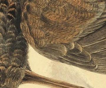 Фрагмент A HANGING SNIPE