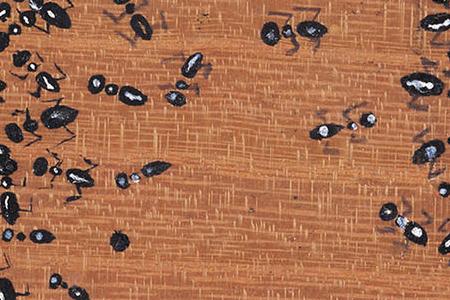 Фрагмент Ants