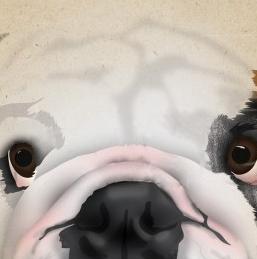 Фрагмент BULLDOG