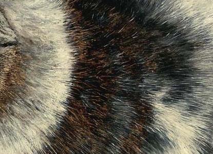 Фрагмент CAT