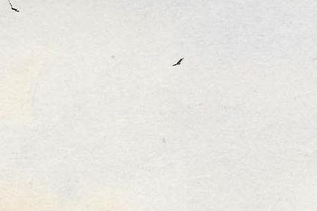 Фрагмент CATTLE ALONG THE RIVERBANK SHEEP RESTING IN A WINTER LANDSCAPE