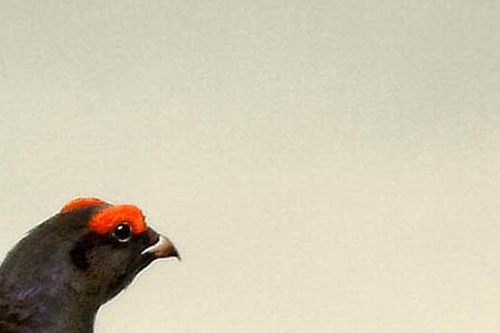 Фрагмент Черный Глухарь и Куропатка