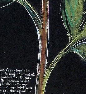 Фрагмент Декоративный цветок черный фон голубой цветок