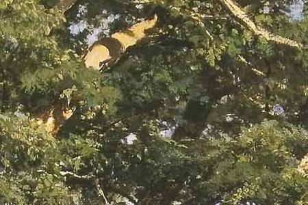 Фрагмент Дубовая роща. 1887.