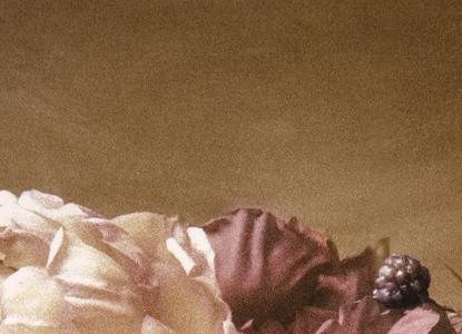 Фрагмент Estate Peonies