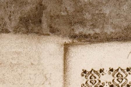 Фрагмент Estate tulips.