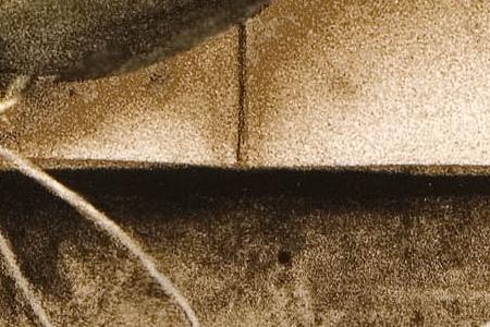 Фрагмент Estate tulips.