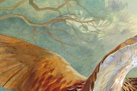 Фрагмент Фазан осенью