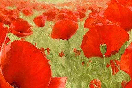 Фрагмент Field of Poppies
