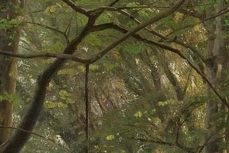 Фрагмент Forest Stream