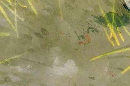 Фрагмент Глухарь на взлете