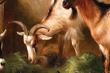 Фрагмент Goats and chickens in a stable