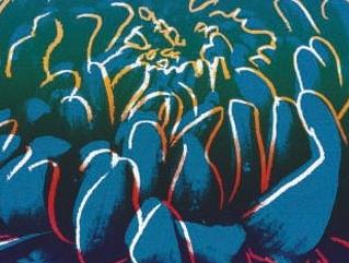 Фрагмент Kiku