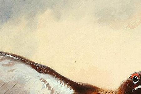 Фрагмент Красный глухарь в полете