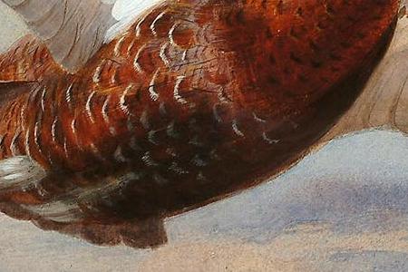 Фрагмент Красный глухарь в полете