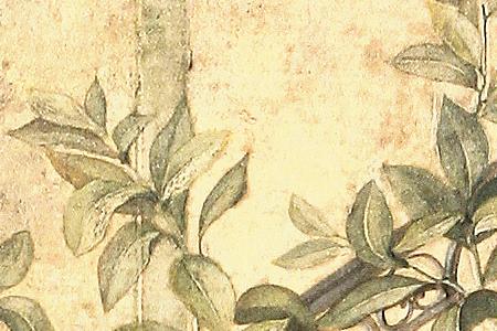 Фрагмент Лимоное дерево